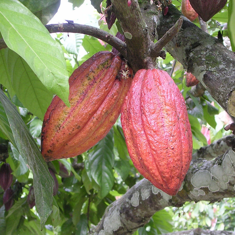 Cocoa/Cacao Fruit - Fruit Plants & Plantation Crops 1 Cocoa/Cacao Fruit - Fruit Plants & Plantation Crops