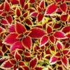 Ornamental Coleus - Red Green