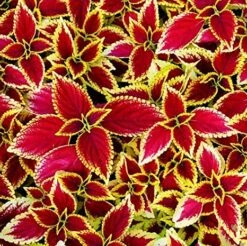 Ornamental Coleus - Red Green