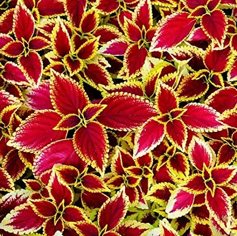 Ornamental Coleus - Red Green 1 Ornamental Coleus - Red Green