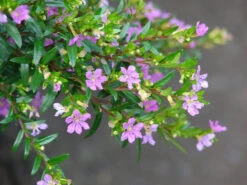 Cuphea Hyssopifolia Lavender - Ornamental Flowering Plants