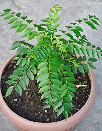 Curry Leaf Plant- KITCHEN Plants & Tree 2 Curry Leaf Plant- KITCHEN Plants & Tree - Image 2