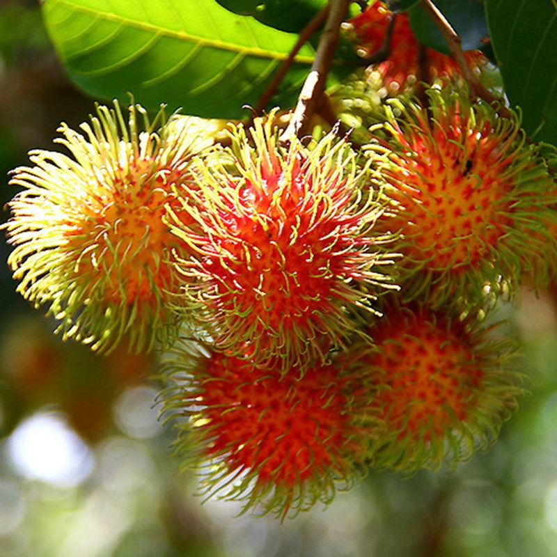 Rambutan Fruit - Fruit Plants & Tree 3 Rambutan Fruit - Fruit Plants & Tree - Image 3