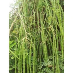 Drum Stick PKM - Fruit Plants & Tree