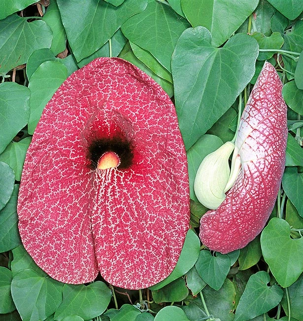Aristolochia/Dutchman's Creeper - Exotic Creeper 1 Aristolochia/Dutchman's Creeper - Exotic Creeper