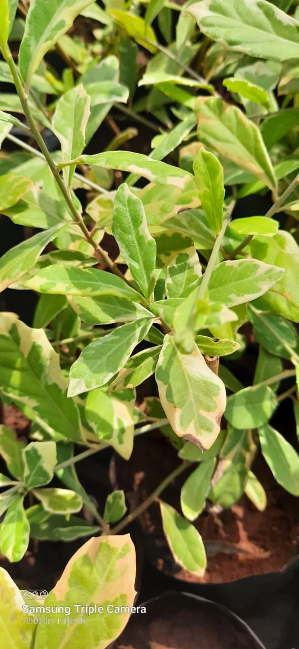 Variegated Curtain Creeper - Creepers & Climbers 2 Variegated Curtain Creeper - Creepers & Climbers - Image 2