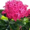 Ixora Desi Pink - Flowering Shrub