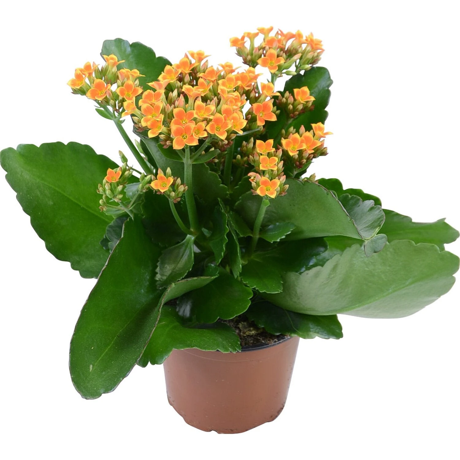 Kalanchoe Blossfeldiana Orange - Table Top Flowering Plants 2 Kalanchoe Blossfeldiana Orange - Table Top Flowering Plants - Image 2