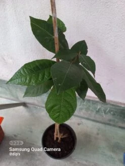 Petrea Volubilis - Creepers & Climbers -Care Flowering Shop efpetreavolubilis1naturefornatureboy