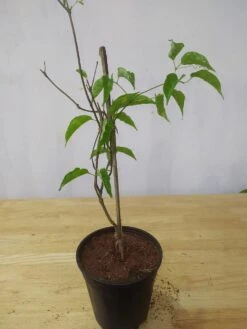 Flaming Trumpet - Creepers & Climbers 5 Flaming Trumpet - Creepers & Climbers -Care Flowering Shop exotcfloraflamingtrumpet