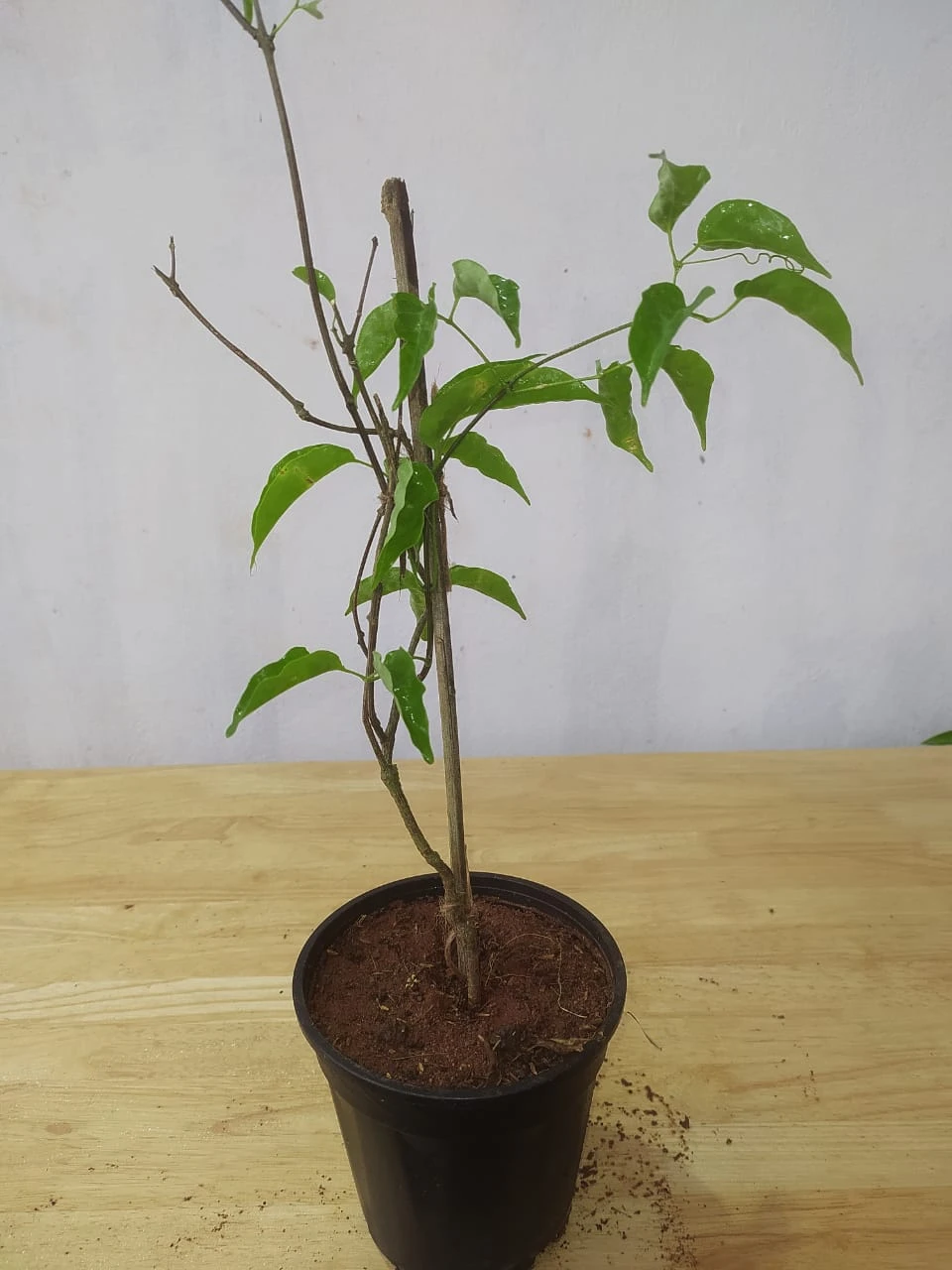 Flaming Trumpet - Creepers & Climbers 3 Flaming Trumpet - Creepers & Climbers - Image 3