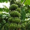 Banana Amruthapani - Fruit Plants & Tree