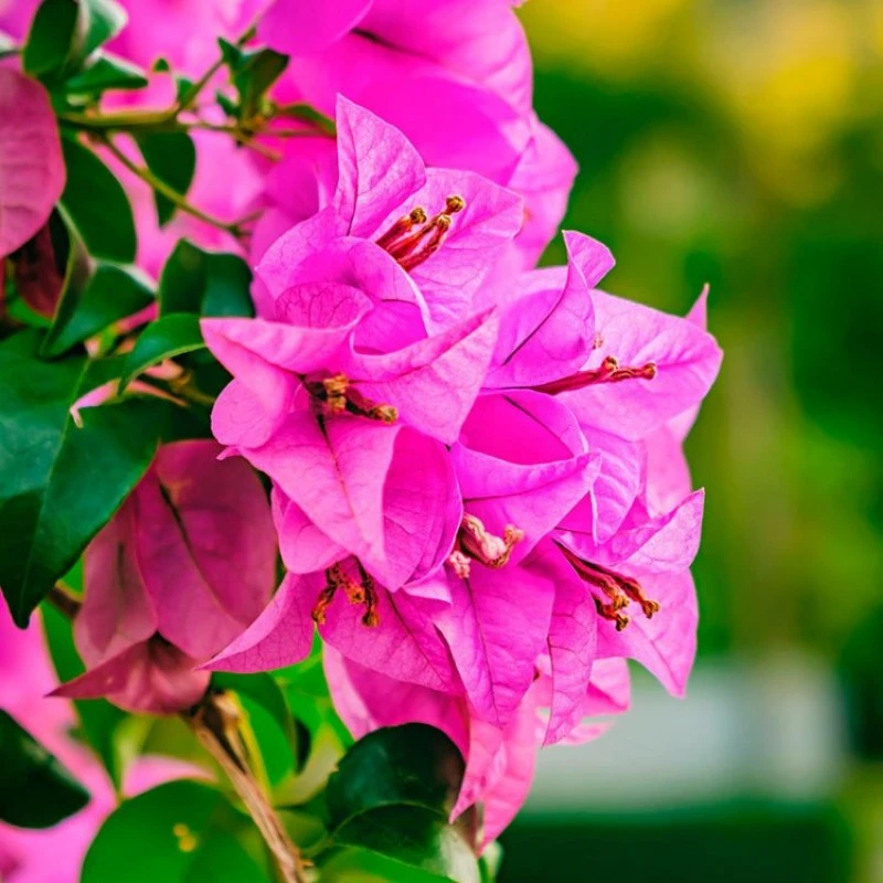 Bougainvillea Torch Glow- Flowering Shrubs 1 Bougainvillea Torch Glow- Flowering Shrubs