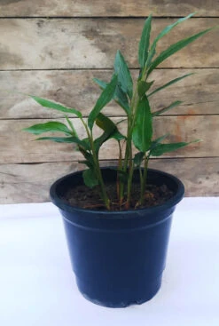 Elaichi/True Cardamom - Spice & Kitchen Plants -Care Flowering Shop exoticfloraelachiplant