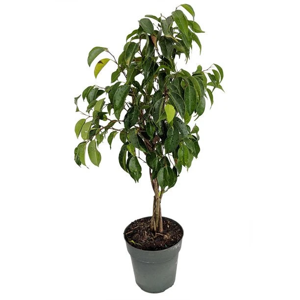 Ficus Benjamina Blackie - Indoor/Outdoor Plants 1 Ficus Benjamina Blackie - Indoor/Outdoor Plants
