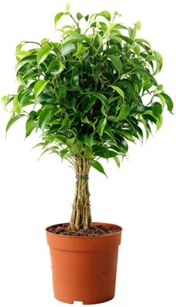 Ficus Benjamina Blackie - Indoor/Outdoor Plants 5 Ficus Benjamina Blackie - Indoor/Outdoor Plants -Care Flowering Shop exoticfloraficusbenjaminanatureboyimage 45364584 7428 4714 995a 7e9a90e66469