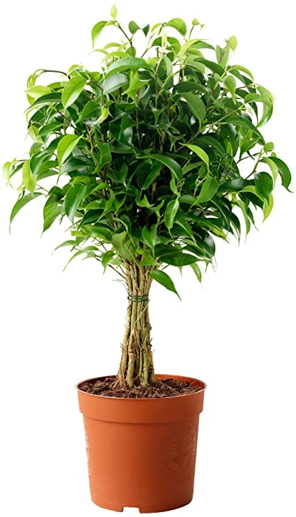 Ficus Benjamina Blackie - Indoor/Outdoor Plants 3 Ficus Benjamina Blackie - Indoor/Outdoor Plants - Image 3