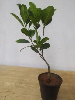 Jack Fruit Red/Red Panasa (Grafted)- Fruit Plants -Care Flowering Shop exoticflorajackfruit