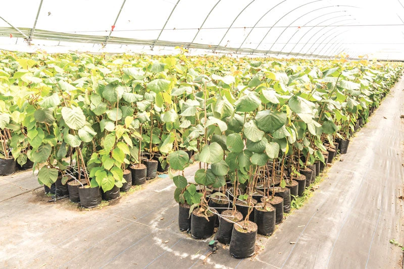 Kiwi Fruit (Grafted) - Hayward Variety 2 Kiwi Fruit (Grafted) - Hayward Variety - Image 2