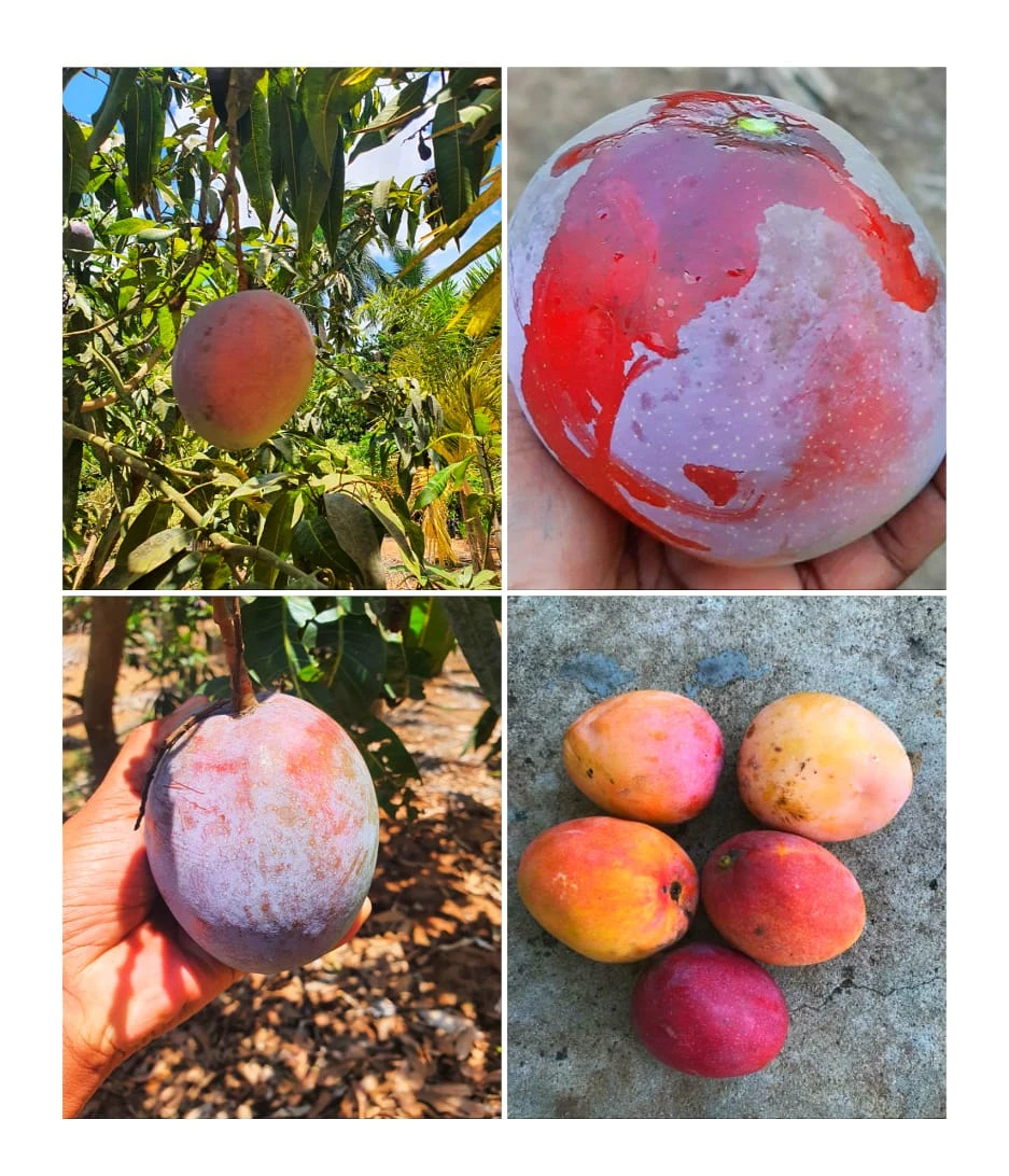 Mango Palmer(Grafted) - Exotic Fruit Plants 2 Mango Palmer(Grafted) - Exotic Fruit Plants - Image 2