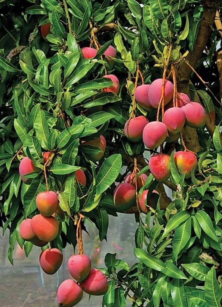 Mango Palmer(Grafted) - Exotic Fruit Plants 1 Mango Palmer(Grafted) - Exotic Fruit Plants