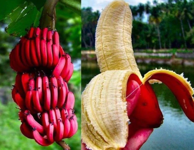 Red Banana/Red Chakrakeli - Fruit Plants & Tree 3 Red Banana/Red Chakrakeli - Fruit Plants & Tree - Image 3