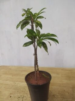 Chikoo Variegata(Grafted) - Fruit Plants & Tree -Care Flowering Shop exoticflorasapotavariegata