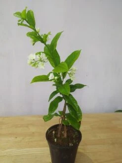 Vallaris Solanacea - Creepers & Climber -Care Flowering Shop exvallarissolanaceae