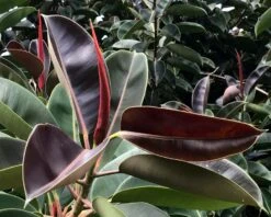 Ficus Elastica Red / Rubber Plant- Indoor/Outdoor -Care Flowering Shop ficus2