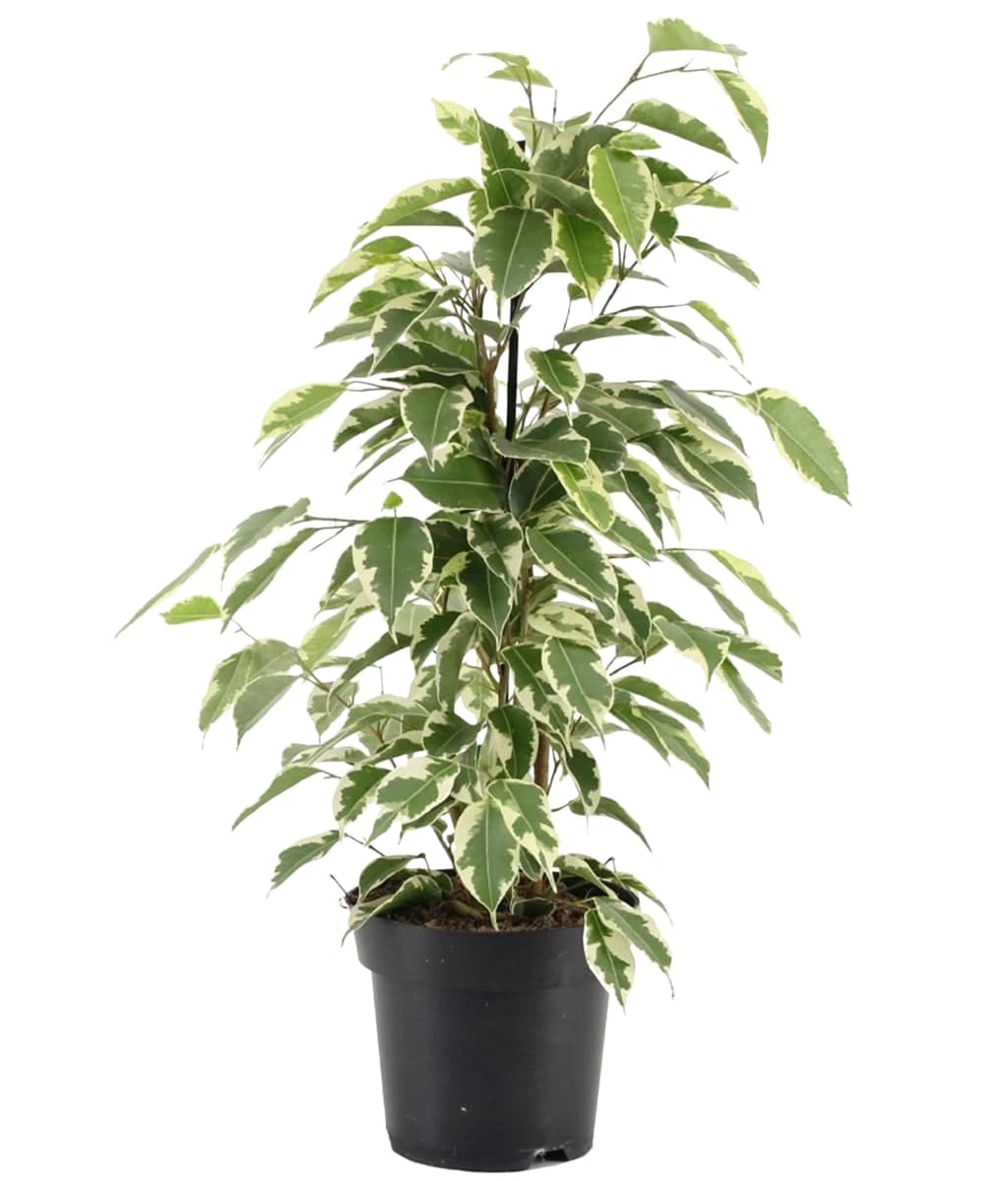 Ficus Benjamina Starlight - Indoor/Outdoor Ornamental Plants 1 Ficus Benjamina Starlight - Indoor/Outdoor Ornamental Plants