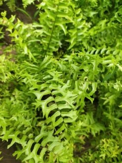 Fishtail Fern - Indoor Plants
