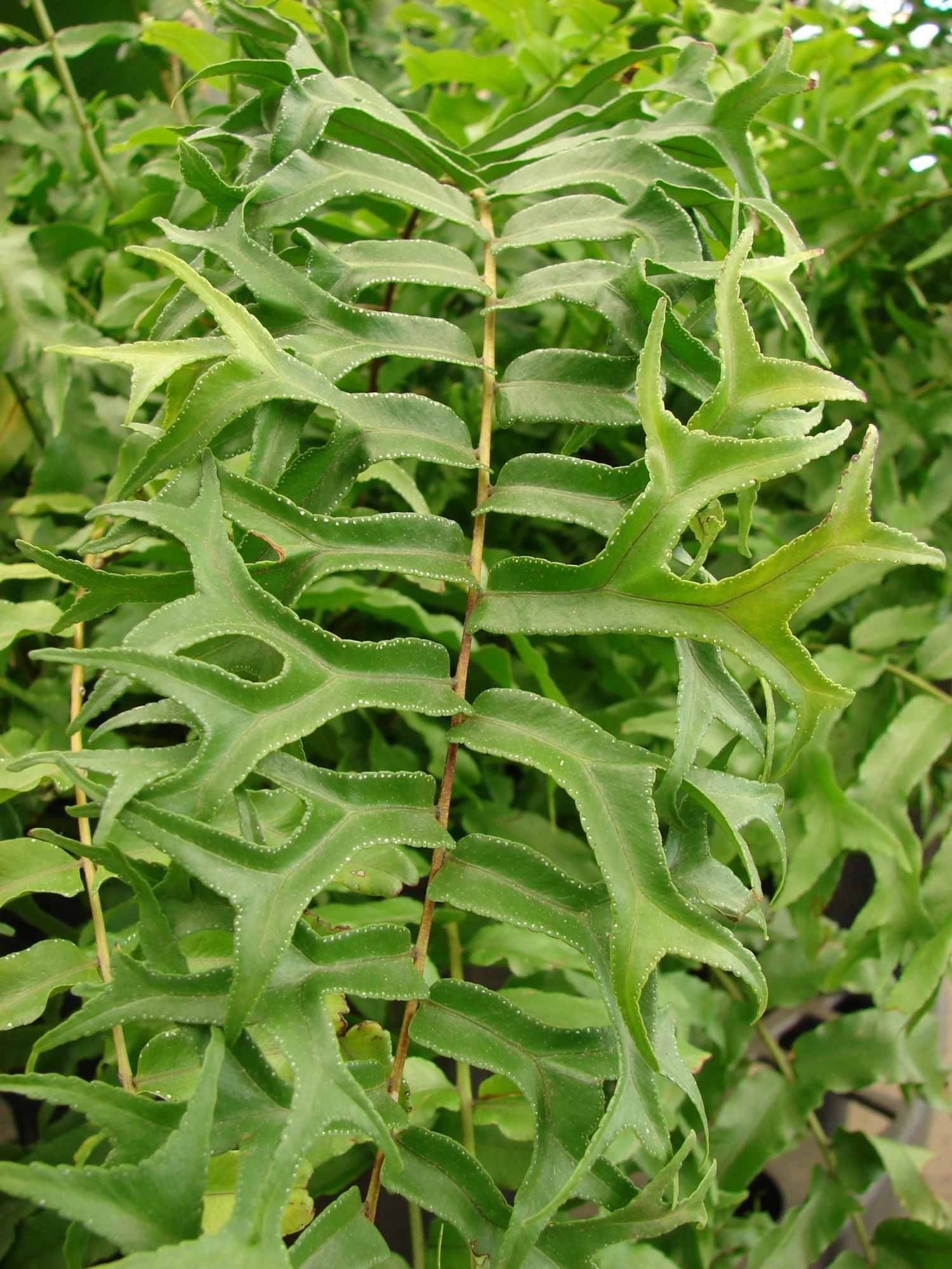 Fishtail Fern - Indoor Plants 2 Fishtail Fern - Indoor Plants - Image 2