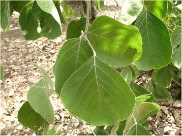 Flame Of The Forest / Butea Monosperma - Avenue Trees 2 Flame Of The Forest / Butea Monosperma - Avenue Trees - Image 2