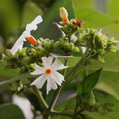 Coral Jasmine / Parijatham - Top Perfuming Plants 5 Coral Jasmine / Parijatham - Top Perfuming Plants -Care Flowering Shop flowers