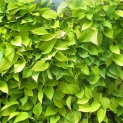 Money Plant Golden - Indoor Air-Purifying -Care Flowering Shop godem