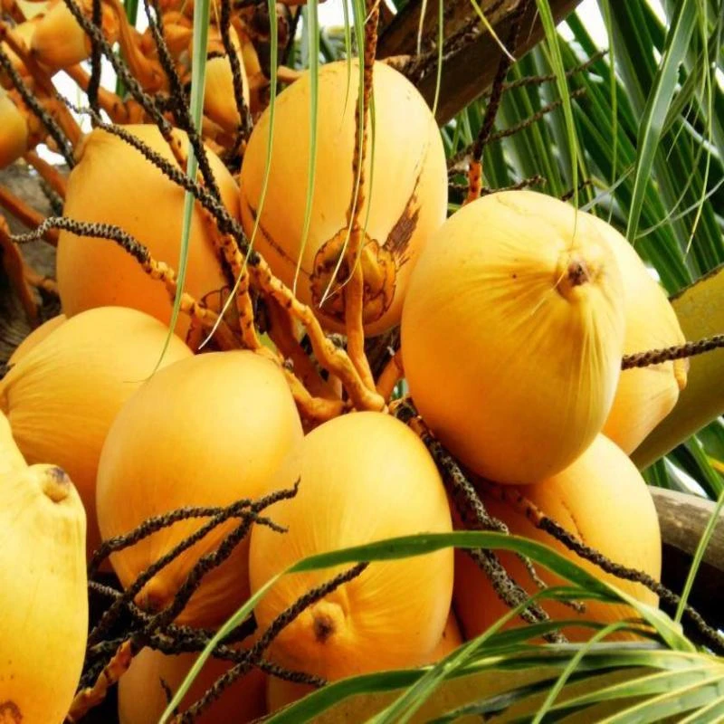 Golden Coconut - Fruit Plants & Tree 1 Golden Coconut - Fruit Plants & Tree