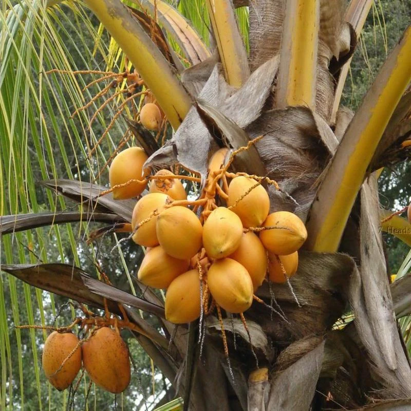 Golden Coconut - Fruit Plants & Tree 2 Golden Coconut - Fruit Plants & Tree - Image 2