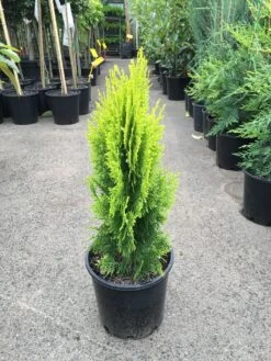 Thuja Orientalis Gold - Ornamental Plants 5 Thuja Orientalis Gold - Ornamental Plants -Care Flowering Shop goldenthuja
