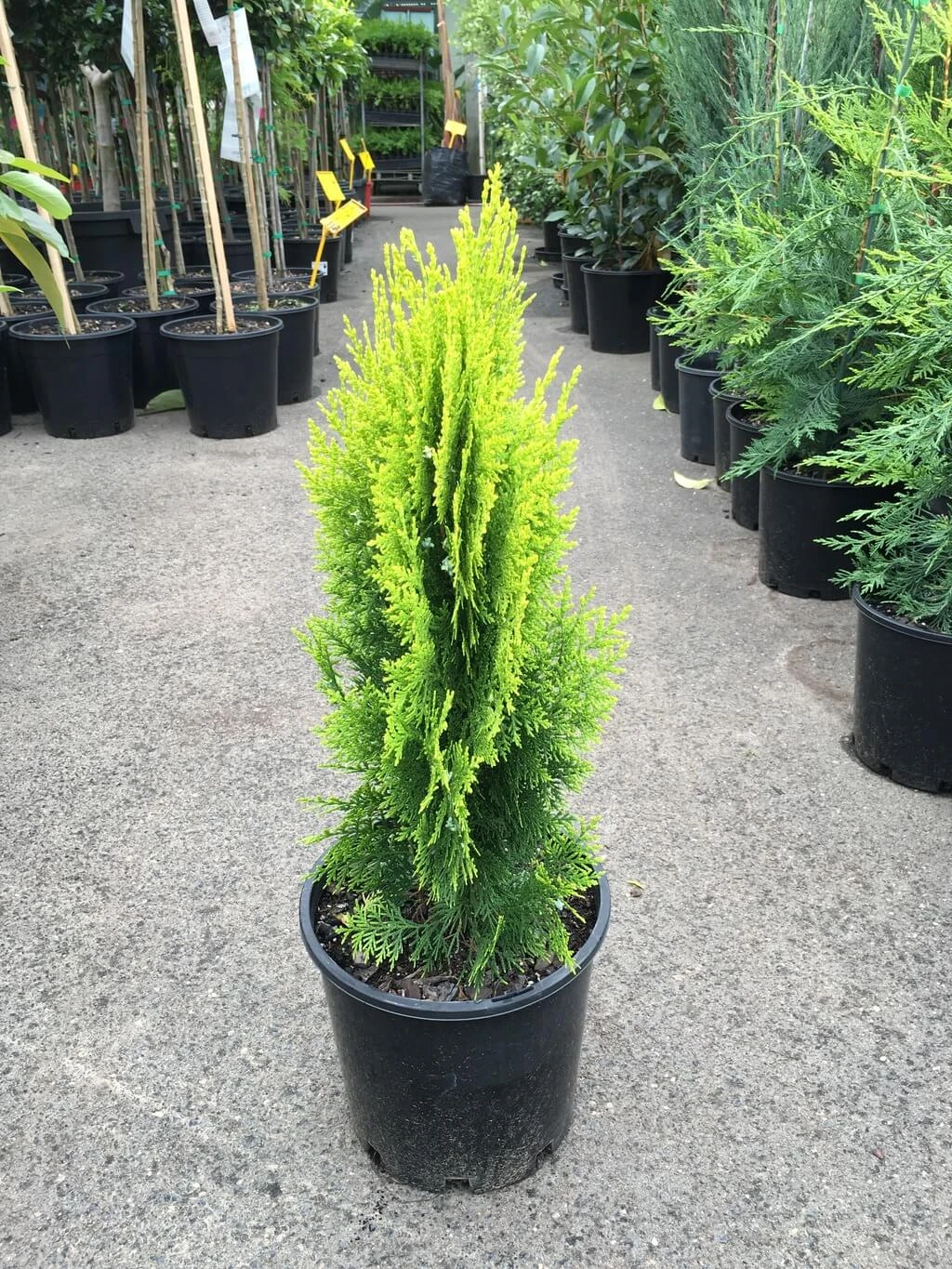 Thuja Orientalis Gold - Ornamental Plants 3 Thuja Orientalis Gold - Ornamental Plants - Image 3