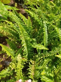 Green Boston Fern - Indoor Plants -Care Flowering Shop greenbostonfern