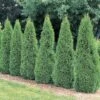 Thuja Orientalis Green - Ornamental Plants