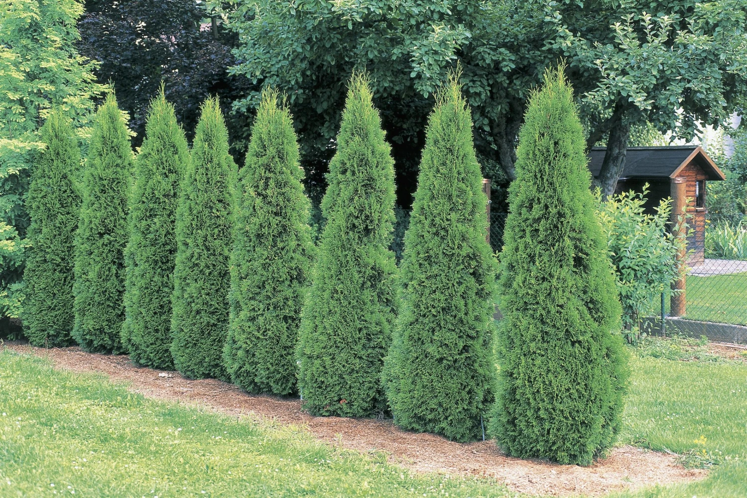 Thuja Orientalis Green - Ornamental Plants 1 Thuja Orientalis Green - Ornamental Plants