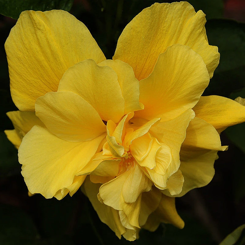 Hibiscus Yellow DOUBLE - Flowering Shrubs 2 Hibiscus Yellow DOUBLE - Flowering Shrubs - Image 2