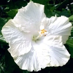 Hibiscus White Hybrid - Flowering Plants