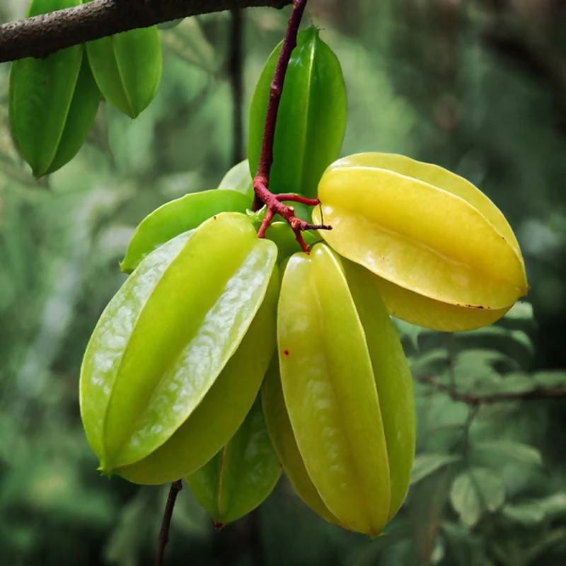 Star Fruit (Grafted)- Fruit Plants & Tree 1 Star Fruit (Grafted)- Fruit Plants & Tree
