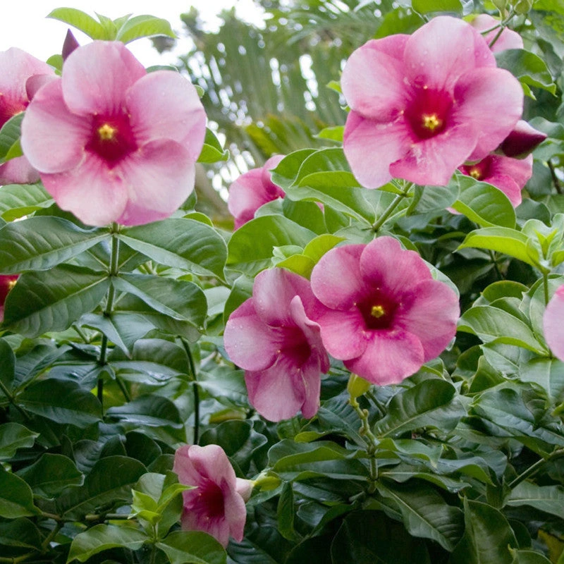 Allamanda Purple/Violet - Flowering Shrubs 2 Allamanda Purple/Violet - Flowering Shrubs - Image 2