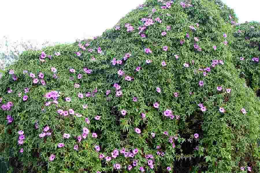 Ipomoea Cairica - Creepers & Climbers 2 Ipomoea Cairica - Creepers & Climbers - Image 2