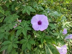 Ipomoea Cairica - Creepers & Climbers