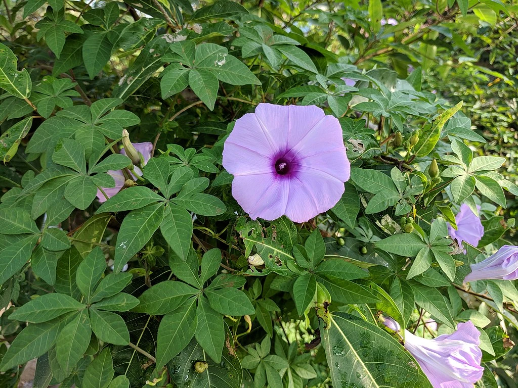 Ipomoea Cairica - Creepers & Climbers 1 Ipomoea Cairica - Creepers & Climbers