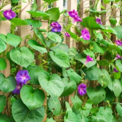 Ipomoea Purpurea - Creepers & Climbers -Care Flowering Shop ipomoeapurpurea2